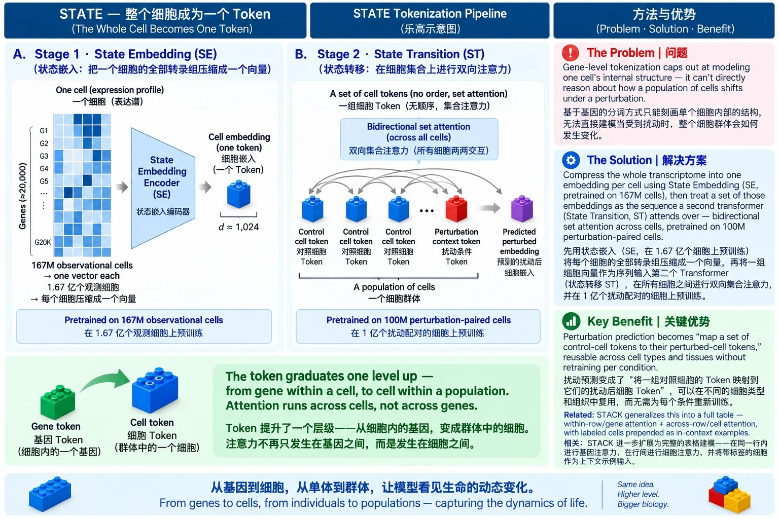 STATE tokenization diagram: Stage 1 State Embedding encoder compresses one cell's ~20,000-gene expression profile into a single cell-embedding token (pretrained on 167M observational cells); Stage 2 State Transition applies bidirectional set attention across a population of control and perturbation-context cell tokens to predict a perturbed embedding (pretrained on 100M perturbation-paired cells). Right column states the problem (gene-level tokenization can't model population-level shifts), solution (compress each cell to one vector, then attend across cells), and key benefit (perturbation prediction generalizes across cell types without retraining).