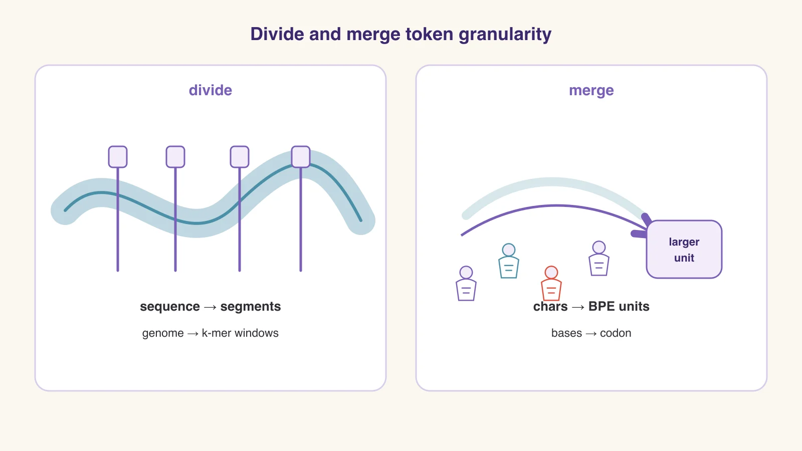 Divide and merge token granularity: a sequence split into segments (genome into k-mer windows) on the left, characters merged into larger BPE units and codons on the right